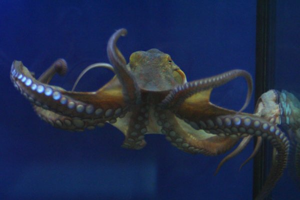 Kraken18 at