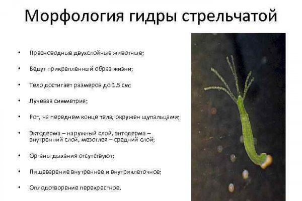Найти зеркало кракена