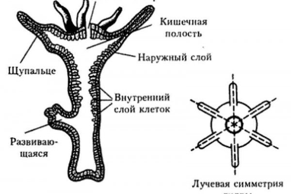 Кракен маркет даркнет только через тор