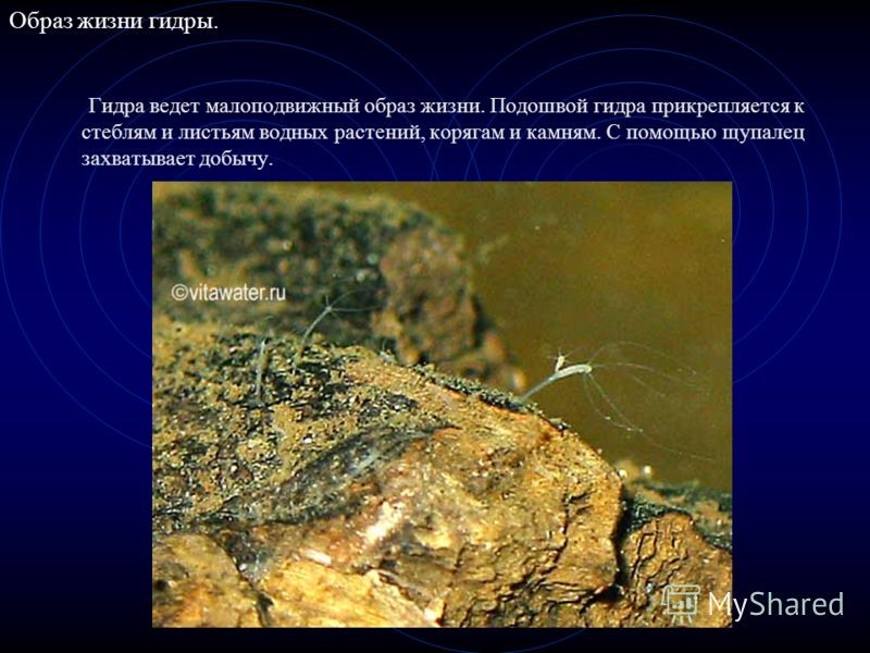 Ссылка на кракен krawebes