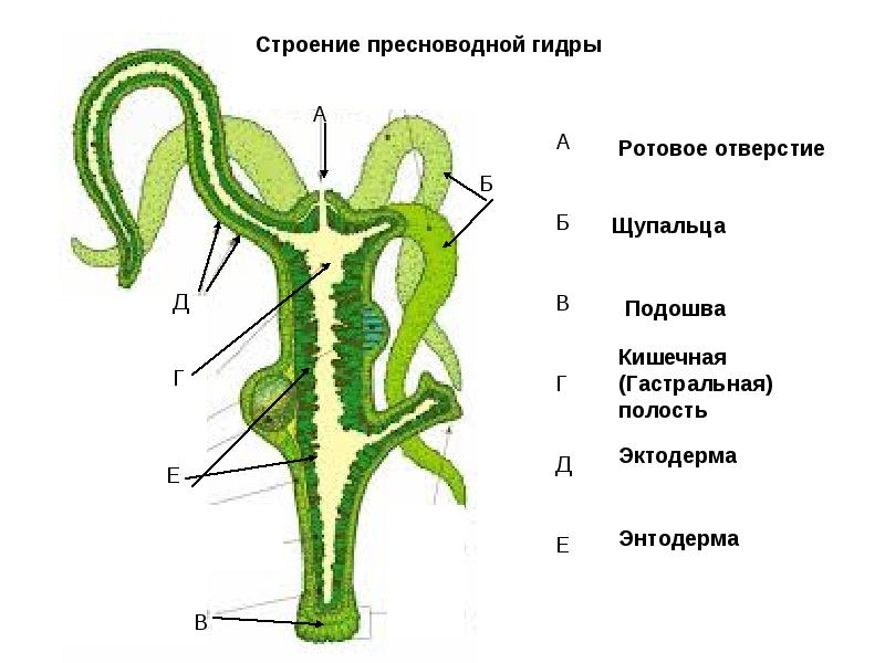 Кракен ссылка 2web